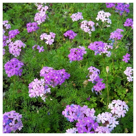 Everwilde Farms - 1 oz Moss Verbena Garden Flower Seeds - Gold Vault Bulk Seed Packet