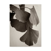 Trademark Fine Art 'Gingko Sepia' Canvas Art by Debra Van Swearingen