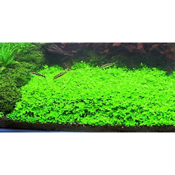 Montecarlo on 5 x 3 mat - Easy Foreground Carpet Aquarium Plant