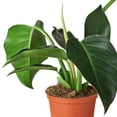 thumbnail image 2 of House Plant Dropship 6-PHILODENDRON-CONGO.GREEN Philodendron Congo Green Pot Plant, 2 of 3