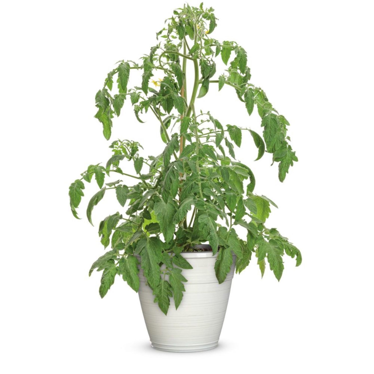 Proven Winners 4" Tempting Tomatoes Garden Treasure Slicing Tomato Live Plant in 4.25" Pot (4 Count)