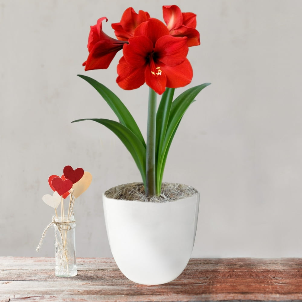 Amaryllis Ferrari Flower Bulb Gift in a Round Planter, Container