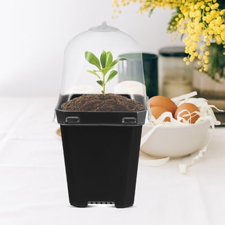 monstera constellation plant Monstera 'Thai Constellation' | Indoor Plant | Tropical Plant | Potted Plant