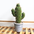 thumbnail image 4 of Fake Plant Decorative Beautiful Realistic Potted Plants Fake Desktop Cactus Landscape Decor for Home Clear Melamine Polyst, 4 of 8