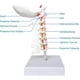 thumbnail image 4 of Model of cervical spine, lifesize with vertebrae, nerves and occipital plate, 4 of 5