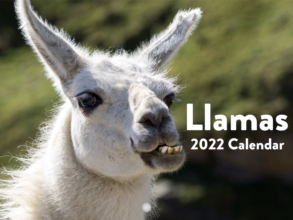 Llamas 2022 Wall Calendar Cute Funny Animals Calendar Llama Calendar