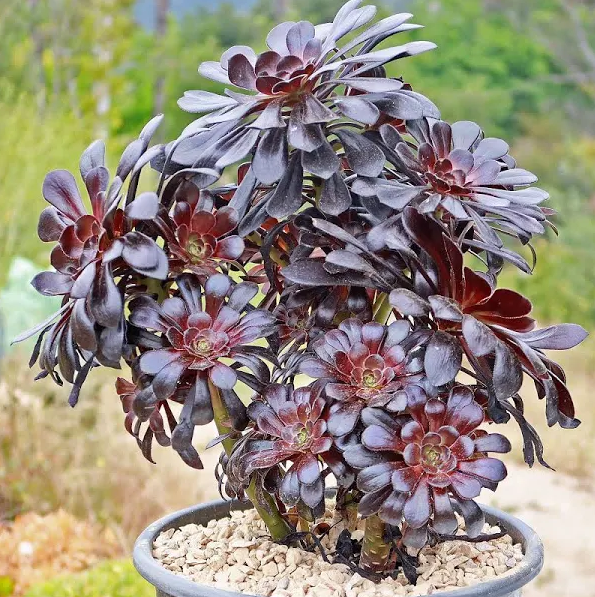 Black Rose Aeonium Succulents Plant Live, Aeonium Plant, House Plant Live Indoor Outdoor, 2 Inc Potted