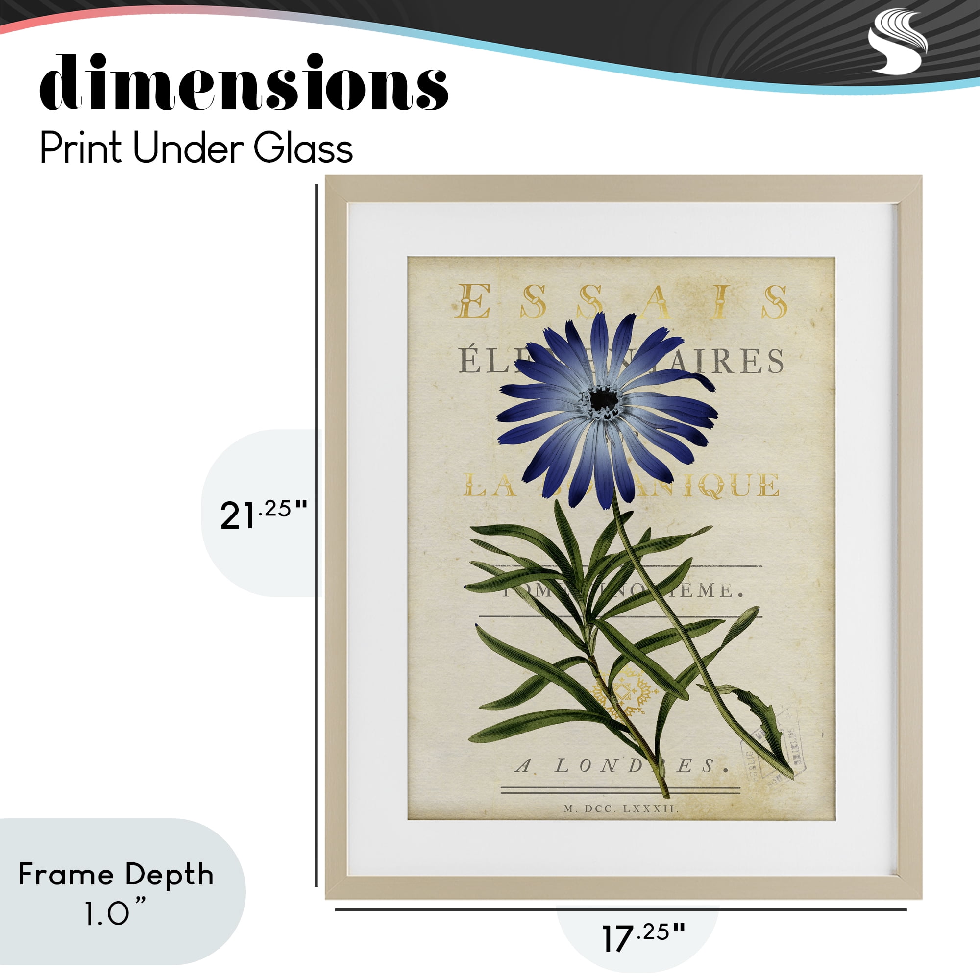 Stupell Industries Natural Botany Daisy Birch Framed Print Under Glass, design by Susan Arnot