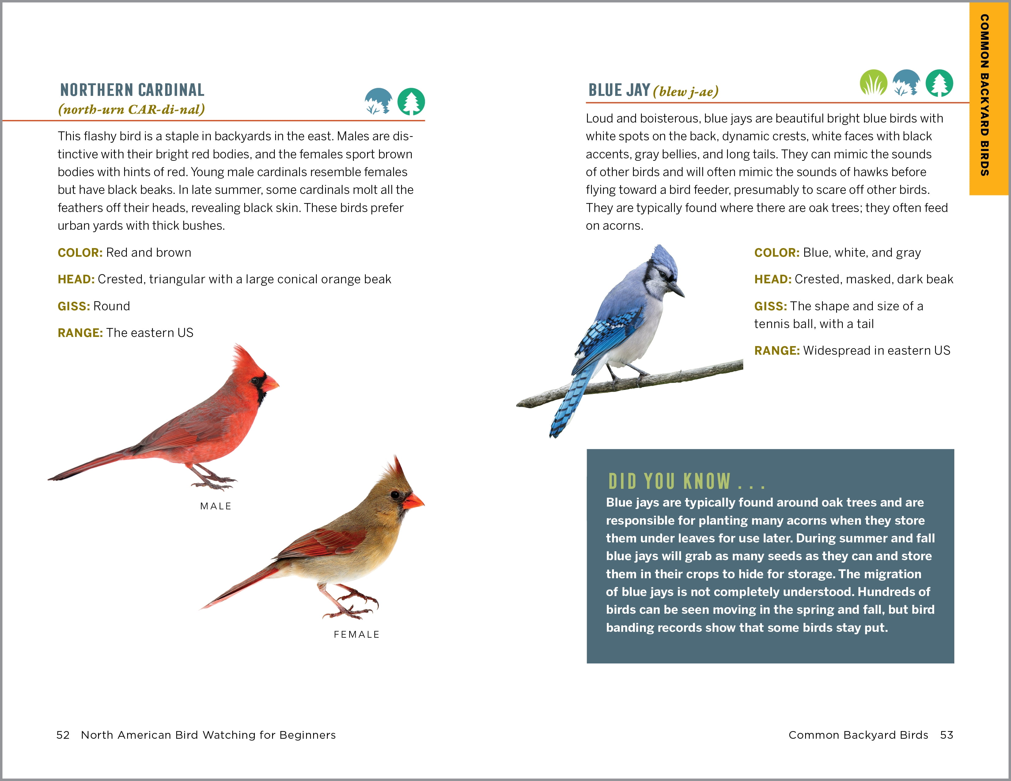 North American Bird Watching for Beginners (Spiral Bound)
