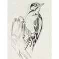 thumbnail image 3 of Parker, Jennifer Paxton 19x24 Black Modern Framed Museum Art Print Titled - Woodpecker Sketch II, 3 of 5