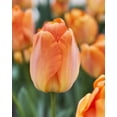 thumbnail image 1 of Bulbe de fleur vivace hybride TASC Tulip ‘Daydream’ Darwin, 1 of 2