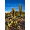 thumbnail image 2 of Hawkins, Peter 11x14 Gold Ornate Wood Framed with Double Matting Museum Art Print Titled - Arizona-Tucson Mountain Park, 2 of 4