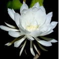 thumbnail image 3 of Easy to Grow 2 Epiphyllum Orchid Cactus Queen of the Night Succulent Plants, Indoor Outdoor, 3 of 3