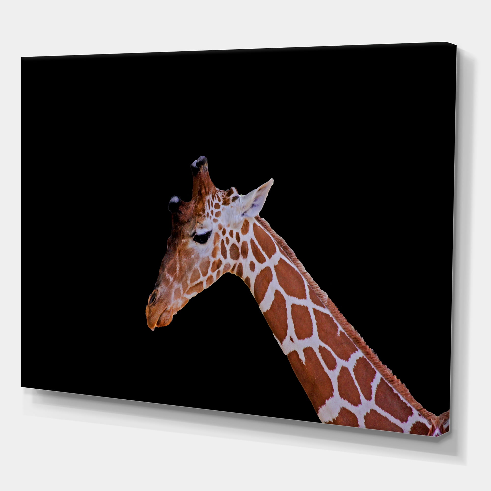 Designart ' Portrait of A Giraffe On Black Background I ' Farmhouse Canvas Wall Art Print