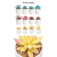 thumbnail image 1 of maskred 4pack/lot Exquisite Crafted Succulent Plant With Good Hand Feeling - Realistic Appearance Non-toxic ES1438-12, 1 of 6
