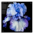 thumbnail image 1 of Epic Art 'Ooh Iris' by Pamela Plummer, Acrylic Glass Wall Art, 24"x24", 1 of 8