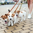 thumbnail image 5 of azuza 3 Pack Fall Nylon Dog Leashes Strong & Durable Basic Dog Leash with Easy to Use Collar Hook for Puppy and Small Dogs, XS (6FT, 3/8"), 5 of 6