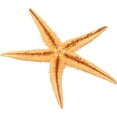 thumbnail image 5 of Starfish Assortment (30Pc) - Craft Supplies - 30 Pieces, 5 of 7