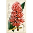 thumbnail image 2 of Curtis  21x32 Gold Ornate Wood Framed with Double Matting Museum Art Print Titled - Tropical Gems V, 2 of 4