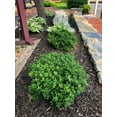 thumbnail image 2 of Soft Touch Compact Japanese Holly I 1 Live Quart Size Plant  Dense, Evergreen Shrub Ideal for Low Borders and Decorative Landscaping, 2 of 9