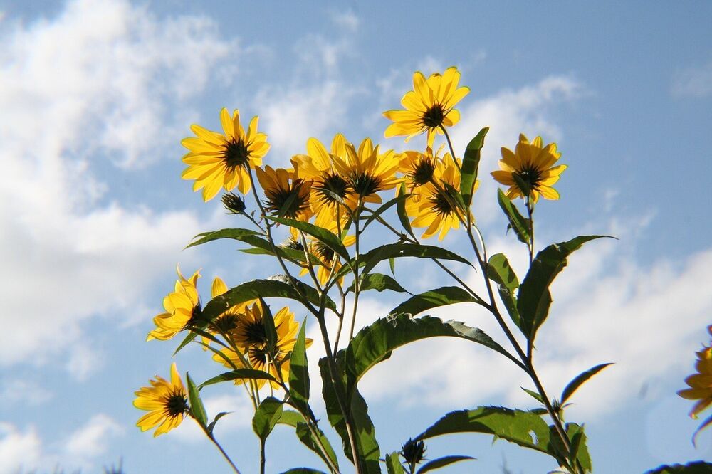 (2-Pack) Black Eyed Susan Flower Seeds 1 Ounce Native Perennial ...