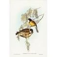 thumbnail image 2 of Gould, John 17x24 Gold Ornate Wood Framed with Double Matting Museum Art Print Titled - Blue Shining Flycatcher-Piezorhynchus nitidus, 2 of 4