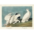 thumbnail image 2 of Audubon, John James 24x19 Black Ornate Wood Framed with Double Matting Museum Art Print Titled - American Ptarmigan and White-tailed Grous, 2 of 4