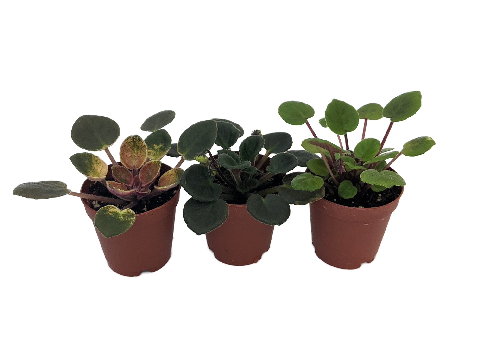 SALE Miniature African Violet 3 Plants/2" Pot Great for Terrariums