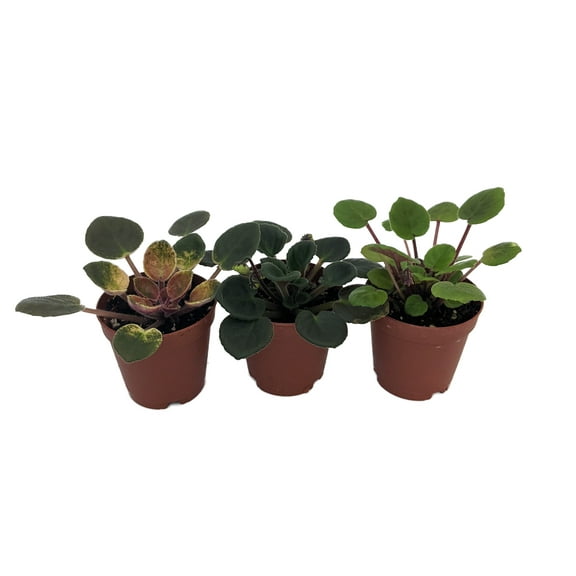 SALE Miniature African Violet - 3 Plants/2" Pot - Great for Terrariums