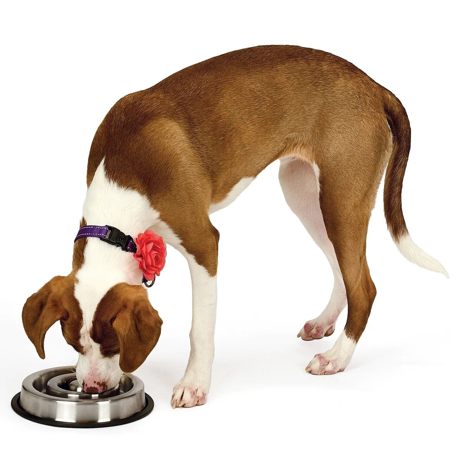 Stainless Steel Heavy Duty Slow Feeder Dog Bowls Anti Slip 2 Sizes Available (Small)