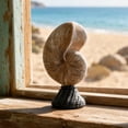 thumbnail image 3 of Synthetic Resin Artificial Conch & Shell Figurine Ornament, Minimalist Mediterranean Nautical Craft Decor, Elegant Tabletop Display Piece for Living Room Coffee Table Coastal Home Furnishing, 3 of 8