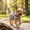 Gray-S/GYS, variant on Dog Outdoor Chest Harness No Pull Breathable Adjustable Safety Strap Reflective Vest for Small Medium Dogs