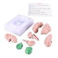 thumbnail image 1 of Modelo de cerebro humano Sincero Anatomía para NIÑOS PVC desmontable, 1 of 9