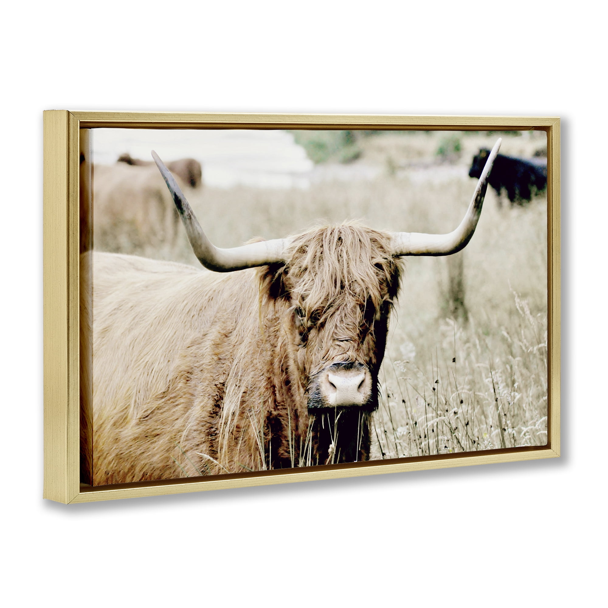 Stupell Industries Highland Cattle in Field Animals & Insects Photography Gold Floater Framed Canvas Art Print Wall Art, 25 x 17