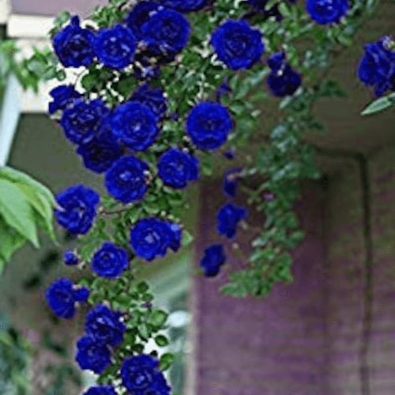30 Blue Climbing Rose Seeds, Perennial, Authentic Seeds
