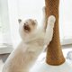 thumbnail image 4 of Horizontal Sisal Cat Scratching Mat Scratch-proof Protective Sofa Pad for Home Indoor, 4 of 5