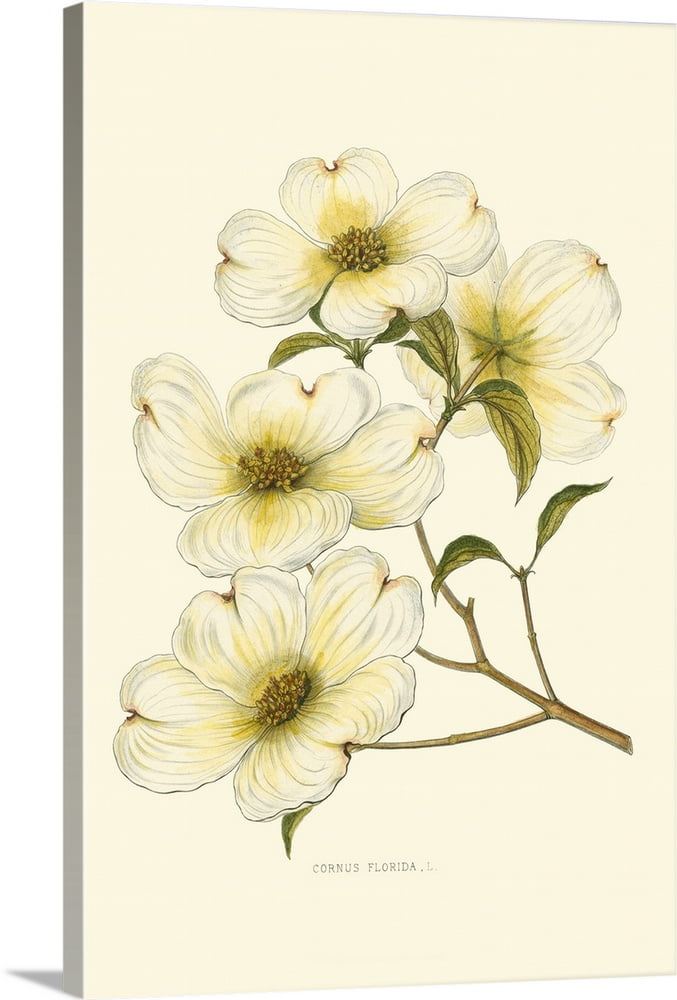 Great BIG Canvas "Dogwood" Canvas Wall Art 32x48