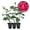 3 Plants, variant on Grande Dame Rose Bush - 2 Live Starter Plants in 2 Inch Growers Pots - Beautifully Fragrant Hybrid Tea Rose - A Versatile Beauty with a Rich Fragrance