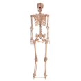 thumbnail image 1 of Metal Stand for Lifesize Skeletons, 1 of 1