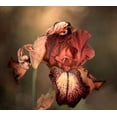 thumbnail image 2 of Wechsler, Robin 29x26 Gold Ornate Wood Framed with Double Matting Museum Art Print Titled - An Iris In Spring, 2 of 4