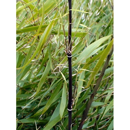 Scabrida Chinese Clumping Bamboo - Fargesia scabrida - 4