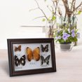 thumbnail image 3 of Craft Gift Durable Exquisite Butterflies Insect Specimen Craft Birthday Gift Home Decor Ornament(Black), 3 of 8