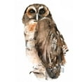 thumbnail image 2 of Parker, Jennifer Paxton 15x18 Gold Ornate Wood Framed with Double Matting Museum Art Print Titled - Watercolor Owl I, 2 of 4