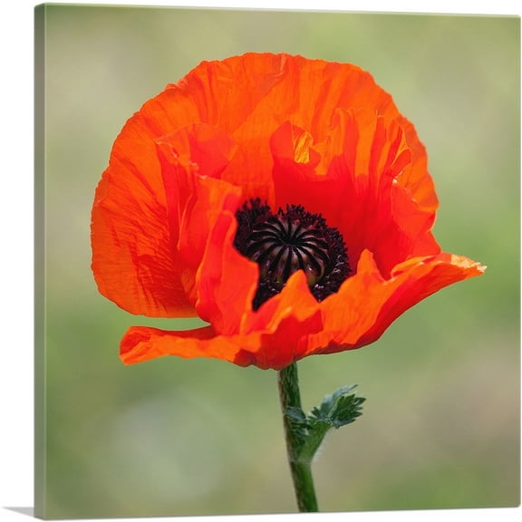 ARTCANVAS Albanian Poppy National Flower of Albania Square Canvas Art Print - Size: 18" x 18" (0.75" Deep)