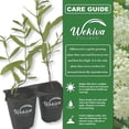 thumbnail image 2 of White Swamp Milkweed Plant - 3 Live Starter Plants - Asclepias Perennis - Perennial Florida-Native Wildflower Evergreen, 2 of 6