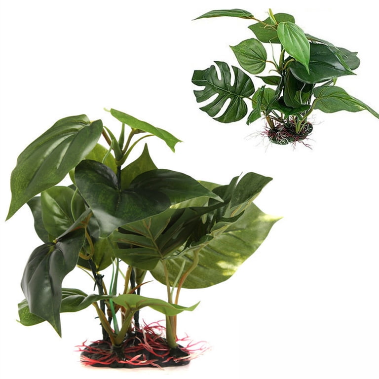 silver queen philodendron Philodendron “Silver Queen” — Finecity Landscape main image 0