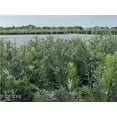 thumbnail image 2 of Nature's Way Farms Podocarpus (25-30 inches tall) in growers pot, 2 of 5