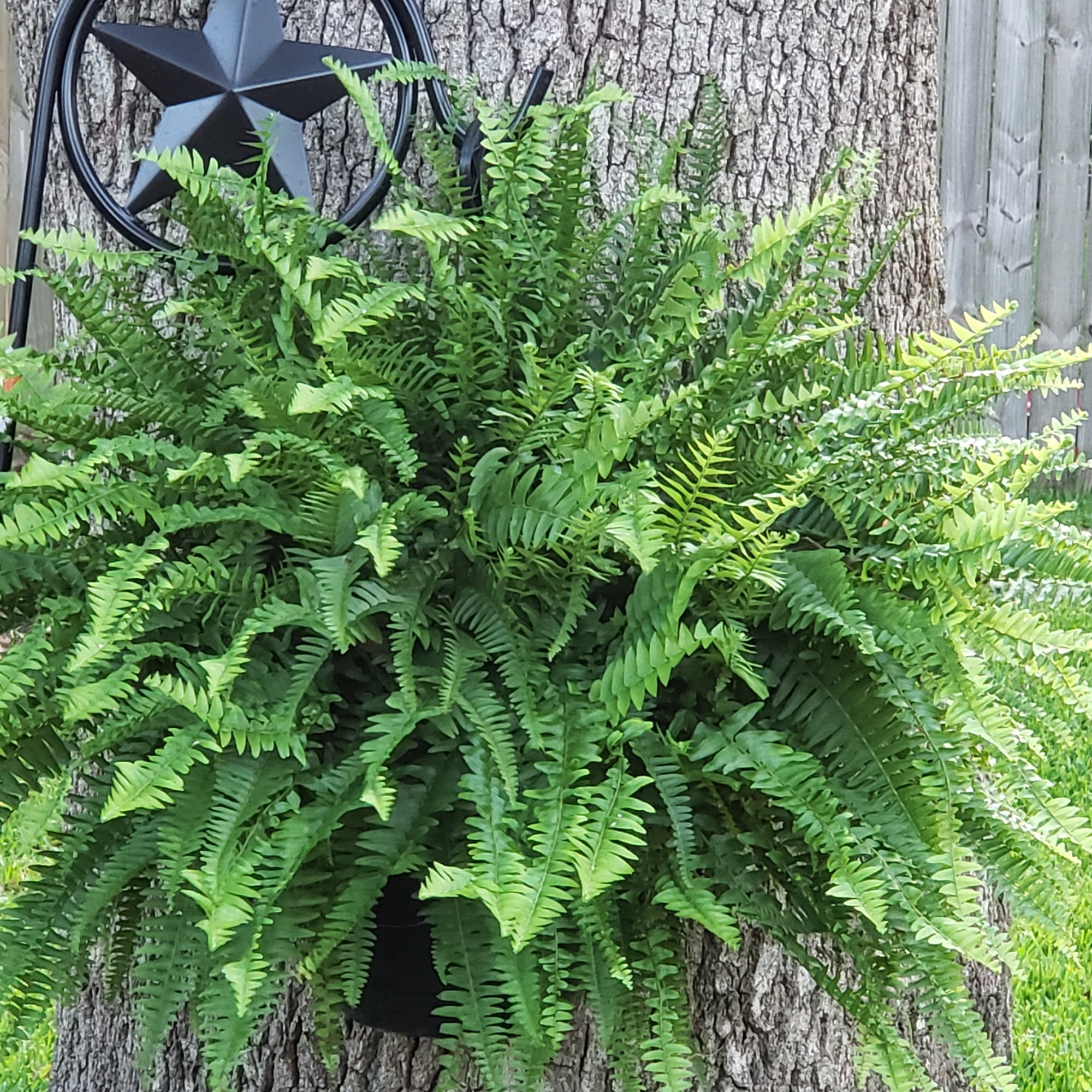 Live Boston Fern Tropical Plant 20-24 in Wide in 10in Hanging Basket by United Nursery