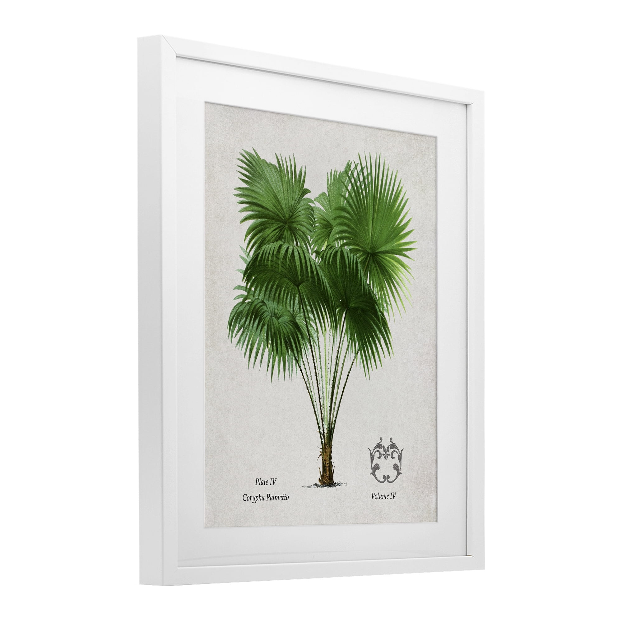 Stupell Industries Fan Palm Vintage Study White Framed Print Under Glass, design by Val Rhodes