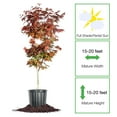 thumbnail image 4 of Bloodgood Japanese Maple Tree in Grower's Pot |  3-4 ft. Tall | Beautiful Autumn Color | Red Leaf Colors Year Round, 4 of 8